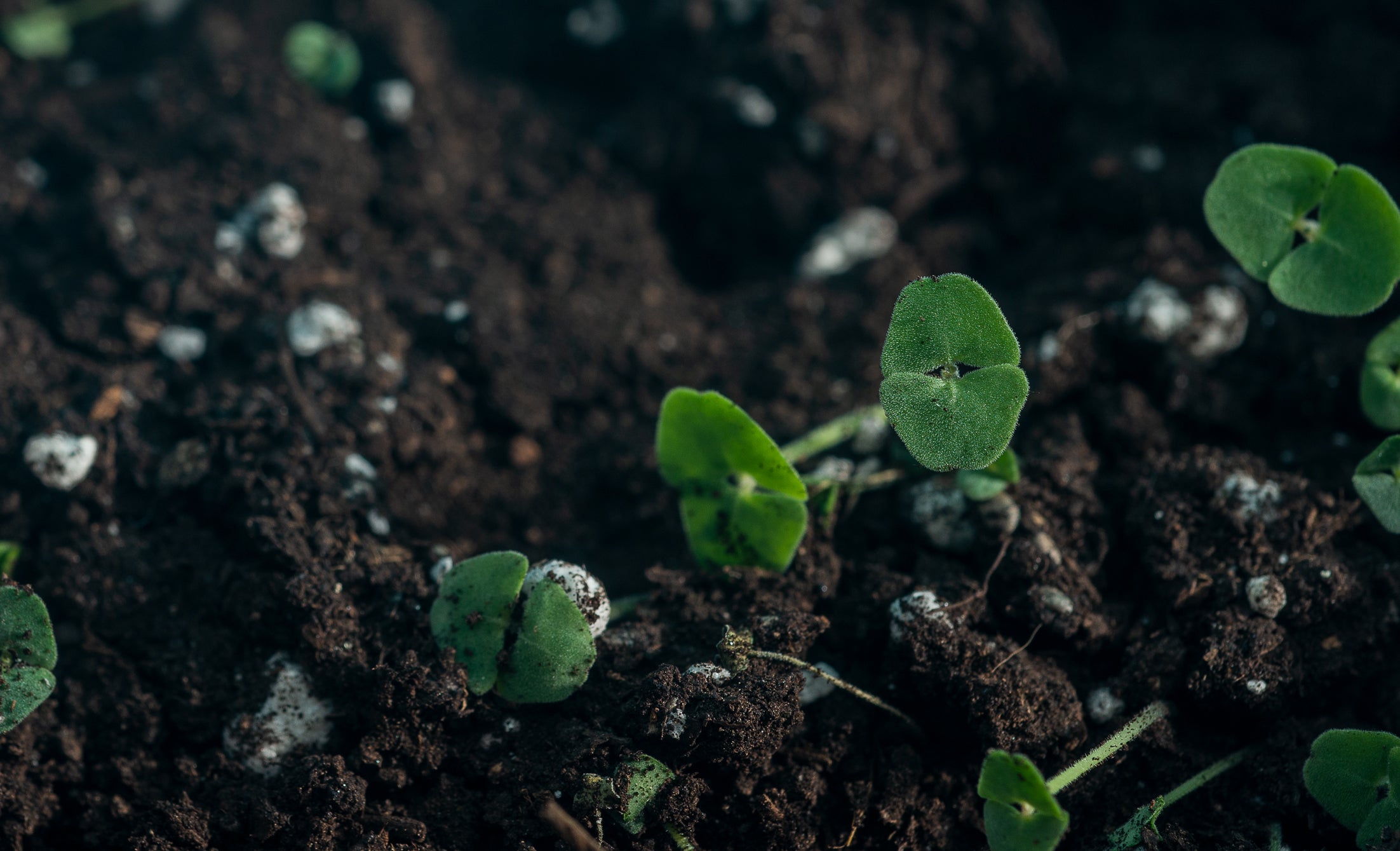 Plants peeking out of soil.